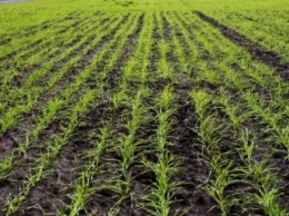 На Одесчине засеяли яровыми зерновыми более 22 тысяч гектаров