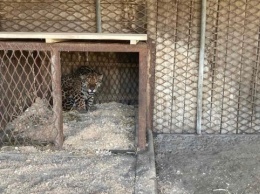 Винницкий зоопарк эвакуировал из Одесской области ягуара и тигрицу