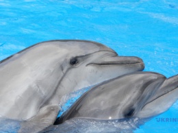 Харьковскому дельфинарию не хватает средств на содержание животных