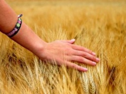Погодные условия благоприятны для формирования хорошего урожая зерновых - Гидрометцентр