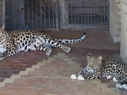 В зоопарке Николаева, родившийся в начале войны леопард, начал принимать посетителей