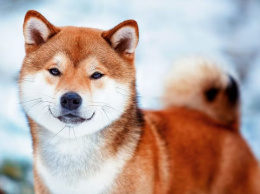 Японська порода собак, що завойовує світ