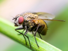 Липучка – відмінний засіб від мух та молі