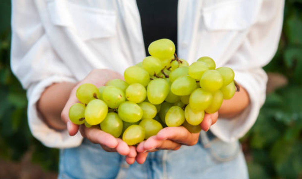 Почему виноград используют в косметике - мнение специалистов