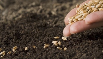 Аграрии Николаевщины засеяли яровыми зерновыми 85% прогнозируемых площадей