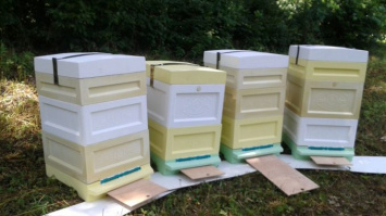 Прогрессивные технологии изготовления ульев из пенополистирола: инновации в пчеловодстве
