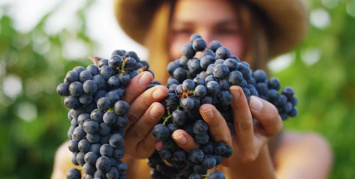 Почему виноград используют в косметике - мнение специалистов