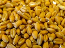 Мировые цены на пшеницу обновили рекордные показатели 2008 года