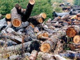 Путин и шойгу планируют вырубку и продажу украинского леса - разведка