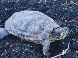 Судилось жить: на Оболони нашли черепаху, уцелевшую после обстрела дома
