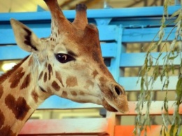 Николаевский зоопарк поддерживают с разных уголков страны и мира - директор