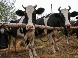 Украина сняла запрет на экспорт говядины и крупного рогатого скота