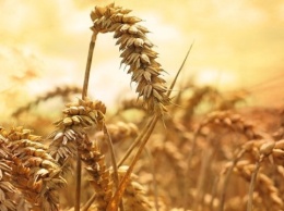 Аграрный фонд приступил к закупкам зерна нынешнего урожая