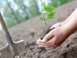 За три недели «Зеленой страны» высадили 65,8 миллиона деревьев