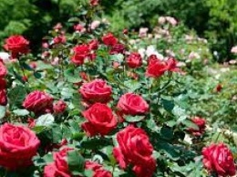 Разбомбленной Буче передали пять тысяч розовых саженцев из Покровска на Донетчине