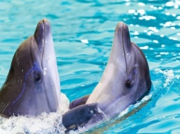 Из харьковского дельфинария большинство животных перевезли в Одессу