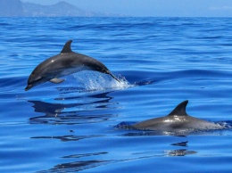 Рф поставила на охрану Севастопольской бухты боевых дельфинов - американские эксперты