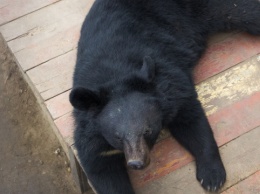 Из Экопарка под Харьковом удалось вывезти гималайского медведя