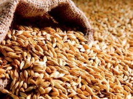 Аграрный фонд планирует закупить более 55 тысяч тонн зерна пшеницы нового урожая