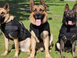 Служебные собаки пограничников получили бронежилеты из США