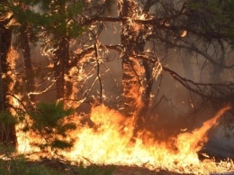Захватчики не дают тушить лесные пожары, приближающие к селам Херсонщины