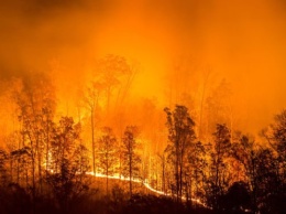 Россия в огне: лесные пожары охватили 77 из 83 регионов