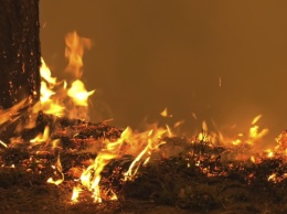 На Киевщине - лесной пожар, пожарные спасли женщину