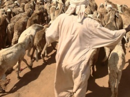 У побережья Судана затонуло судно с 16 000 овец