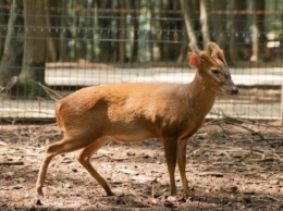 В Киевском зоопарке родился детеныш оленя вида мунтжак