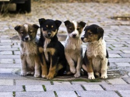 Украина будет контролировать количество бездомных животных гуманными методами
