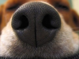 В Японии разработали приложение для поиска пропавших собак по отпечатку носа