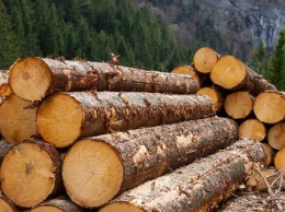 Необроблена деревина, як цінний бізнес-ресурс