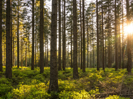Реформи лісопромисловості України