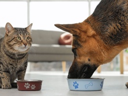 Здоровое питание для собак и кошек: обзор сухих кормов, их классов, состава и специальных диет