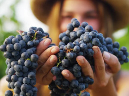 Почему виноград используют в косметике - мнение специалистов