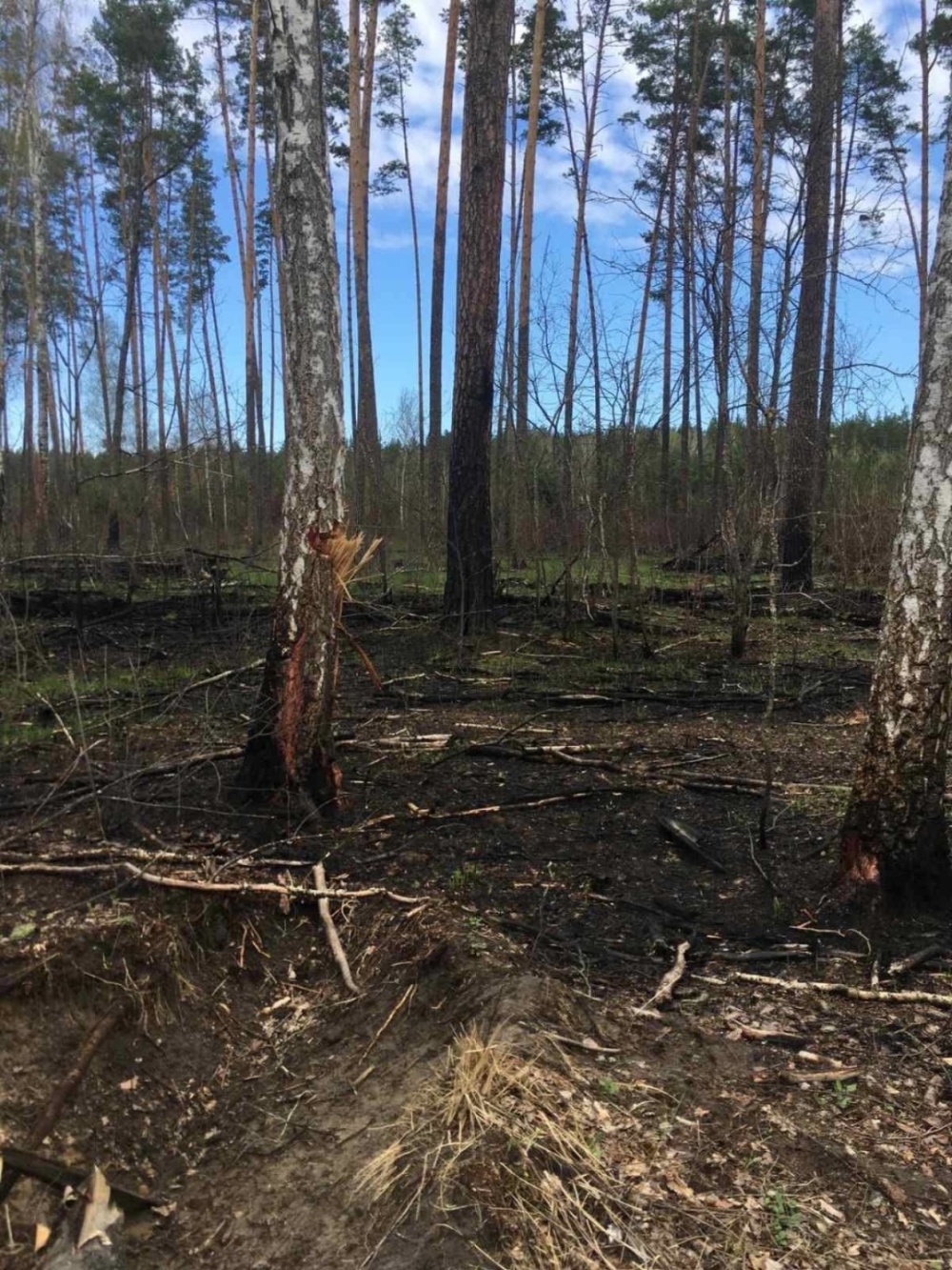 Россияне уничтожили 400 гектаров леса на Черниговщине