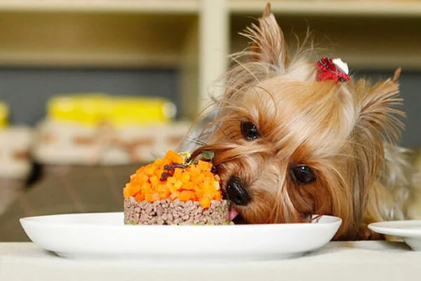 Можно ли кормить собаку «человеческой» едой