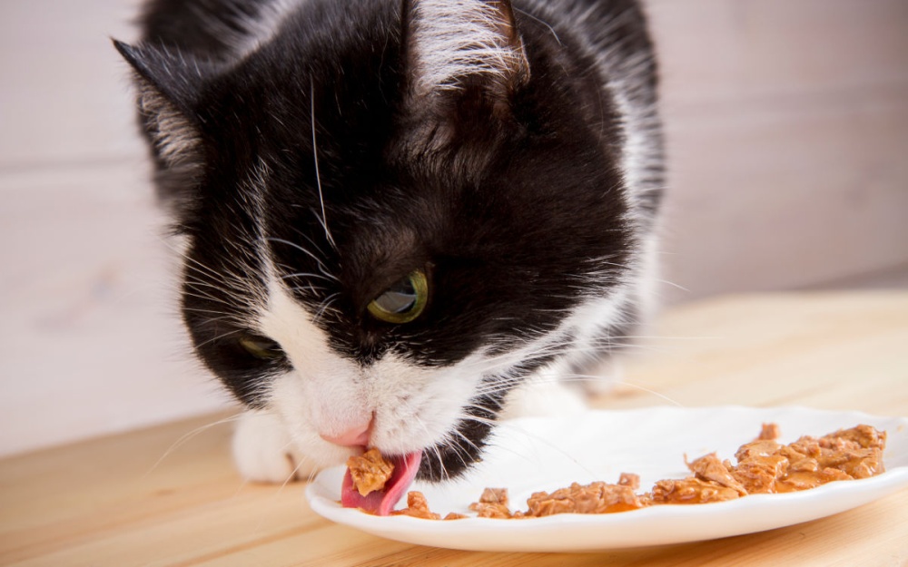 Как подобрать сухой корм для кастрированного кота