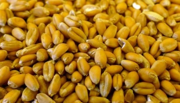 Мировые цены на пшеницу обновили рекордные показатели 2008 года
