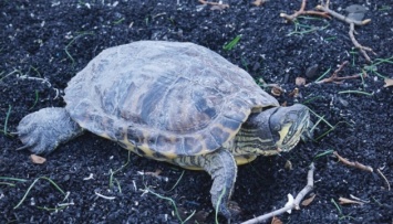 Судилось жить: на Оболони нашли черепаху, уцелевшую после обстрела дома