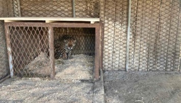 Винницкий зоопарк эвакуировал из Одесской области ягуара и тигрицу
