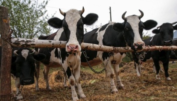 Украина сняла запрет на экспорт говядины и крупного рогатого скота