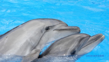 Харьковскому дельфинарию не хватает средств на содержание животных