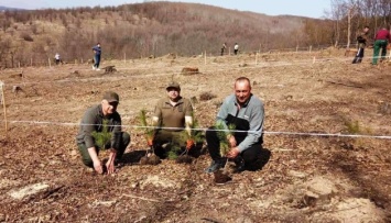 На Прикарпатье высадили деревья в форме тризуба