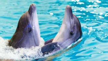В харьковском «Немо» родился дельфиненок