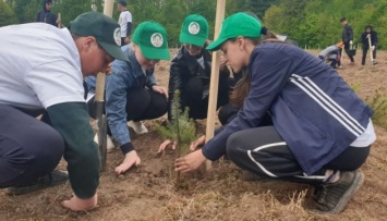 На Буковине лесоводы высадили уже полмиллиона дубов и пихт