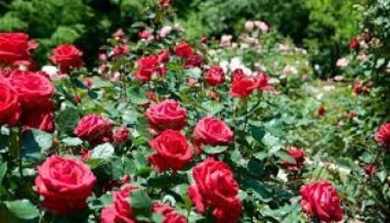 Разбомбленной Буче передали пять тысяч розовых саженцев из Покровска на Донетчине