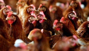 В Китае зафиксирован первый случай заражения человека вирусом птичьего гриппа H3N8