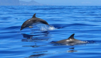 Рф поставила на охрану Севастопольской бухты боевых дельфинов - американские эксперты