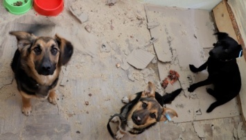 В Киеве работает временное убежище для животных, потерявших хозяев из-за войны